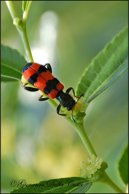 Trichodes apiarius
